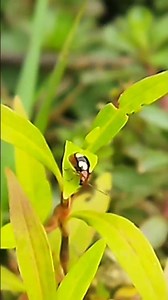 Ladybugs Have AMAZING Secrets?