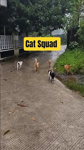 Cat mating season | cat squad 🙀🙀🙀 #catvideos #funnycats #cats