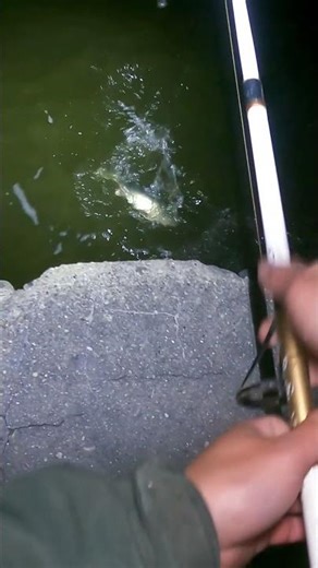 First Walleye of the Walleye run 2026!