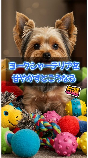 甘やかされたヨークシャーテリアの5つの特徴