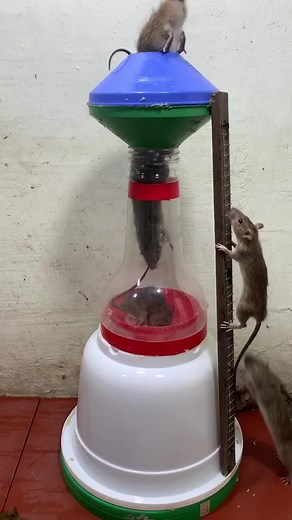 1.3K views | Make a mousetrap at home -- The most perfect mousetrap idea #trap | Animal Traps | Facebook