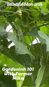 Just a look at what beans on the cattle panel looks like , we will be putting ours up in a few days , we will show you how , # beautifulbeans we appreciate y’all. | Gardening 101 with Farmer Mike