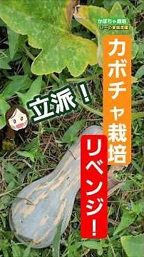 かぼちゃが実らない原因9つ！対策してリベンジしてみた！動画のお知らせ《しーの家庭菜園＊かぼちゃ栽培》