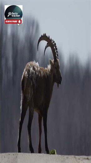 #animal facts 60#interesting facts about wildlife #surprising wildlife # #animals you didn’t know #