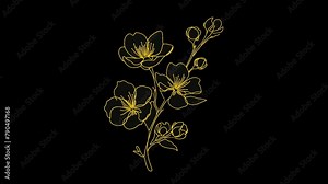 A sketch of several Apricot blossoms set against a dark background. Apricot blossom coloring and line style. Resolution is 4K.