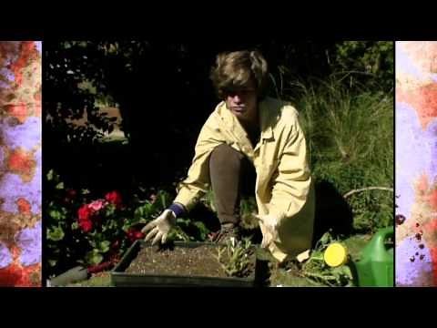 Storing Geraniums through the Winter