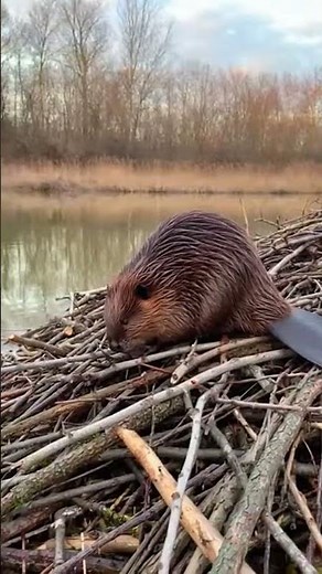 Uncover the Hidden Lives of North America's Busiest Builders 🪵