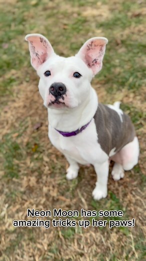 75K views · 1.9K reactions | Neon Moon ADOPTED!! 4 years old...