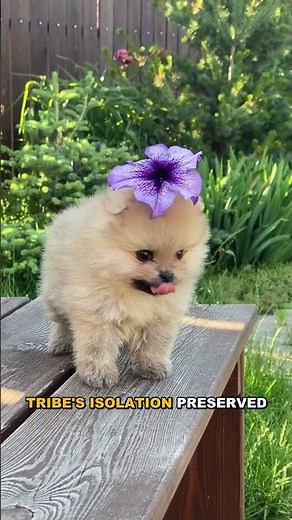 Why Papua New Guinea Has Over 800 Languages!