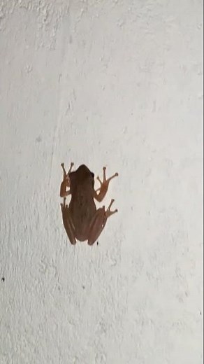 Tree Frog Climbing Wall 🐸 #amphibian #shorts
