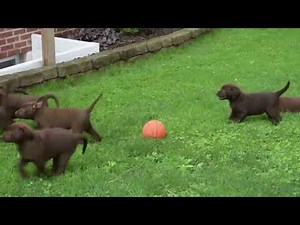 Chocolate Labrador Retriever Puppies For Sale