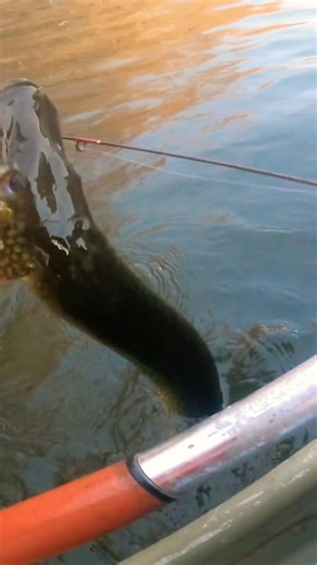 Light Tackle HUGE Pickerel & I Got My Lure Back #pikefishing #hugefish #pickerel #freshwaterfishing
