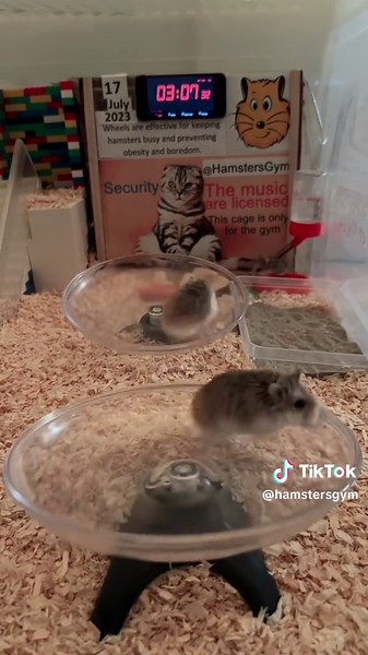 Cute Hamsters Gym Live Stream on TikTok - Watch Adorable Hamsters Work Out!