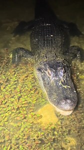 Watch this whole video to learn about swamppuppys #alligator #crocodile #wildlife #everglades | Animal World