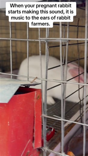 Ibadan Rabbit Farmer on TikTok