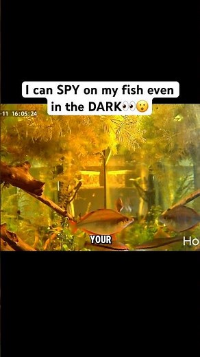 I Can Spy On My Fish ALL NIGHT With This Camera 👀🐟 #aquarium #fishtank #fishkeeping