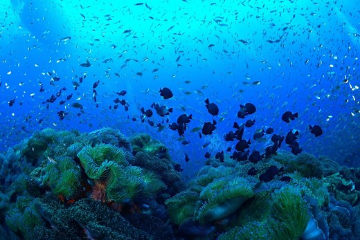 Diving in Koh Tao | PADI