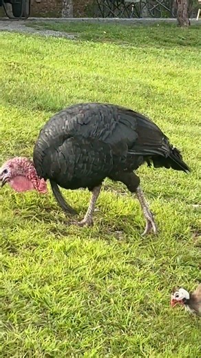 Biggest Turkey I’ve Ever Seen!!!