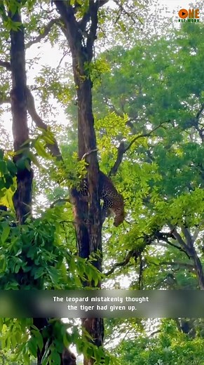 The tiger lurks to catch the leopard after the first failed attempt | Review The animal world