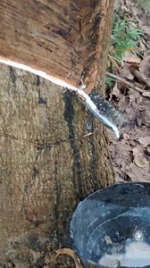 12K views · 30 reactions | Rubber tapping rubberfarming rubbertree. #rubberfarming #rubberplant #reelsviralvideofyp #reelfypfyp #fbreelsfypシviralシ | A Tips & tools | Facebook