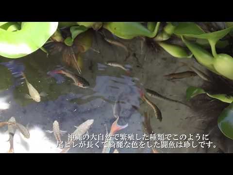 パラダイスフィッシュ(沖縄産）闘魚