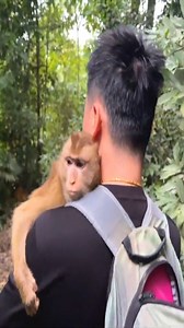 Monkey Kaka sits on her Dad's head while walking in the forest | Macaque Video