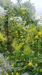 763K views · 10K reactions | Beautiful Apple fruit orchard (Ep-1)...