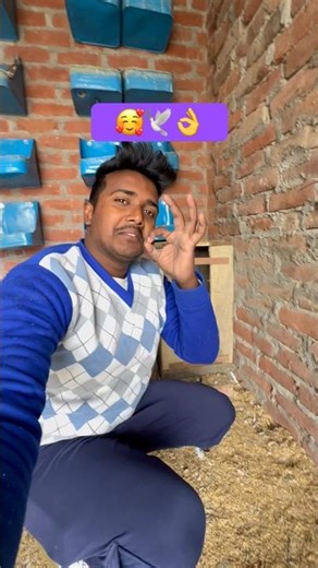 Top quality kabutar laye 😃🕊️👌