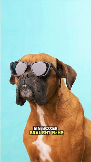 Der Boxer Hund #boxerhund #hundefakten #hunderassen #hundeliebe