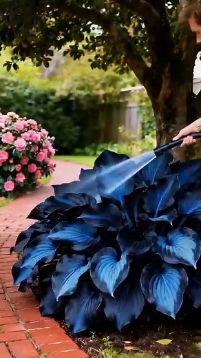 If you're looking to add a touch of rare, natural beauty to your...