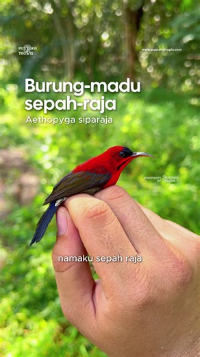 Menjaga Populasi Burung Sepah Raja di Asia Tenggara