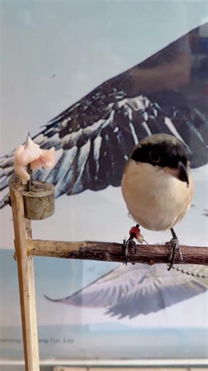 Original video #Fantastic Beasts on TikTok #Close-up #Capture moment #Shrike Bird Shrike chicken