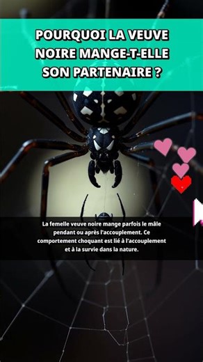 L'accouplement de la veuve noire expliqué #araignee #nature #faits