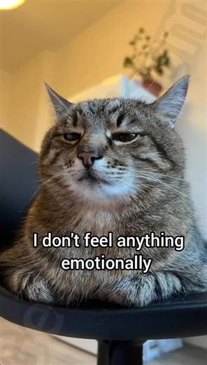 Exploring Emotional Detachment in Funny Cat Memes