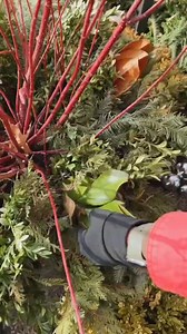 8.9K views · 321 reactions | Here’s the why I create a Christmas planter that I can reuse come spring Follow for more #fyp #reels #diy #usa #asmr #preserve #natureza #nature #flowers #gardening #plants #flower #avocado #avocados #diy #asmr #garden #food #homeoffice #handmade #yummy #dinner #lifestyle #foodlover #follow #magic #organicgardening #instadaily #tiktokstar #minecraft #food #eggshells #fertilizer #shorts | Little News Star | Facebook