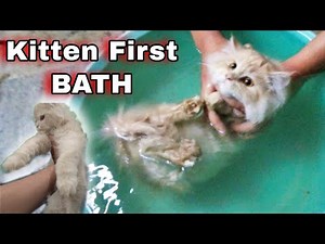 How to give bath to a kitten | First bath Tutorial | more than 4 months old Persian kitten