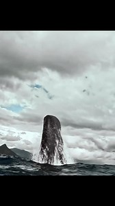 195K views · 1.4K reactions | Witness the awe-inspiring power of nature as a mighty sperm whale breaches, defying gravity with a breathtaking leap.#ocean #sea #underwater #whale #whalewatching #ocean #reelsvideo #shortsreels #fypシ゚viralシ | Bluewhaleshub | Facebook