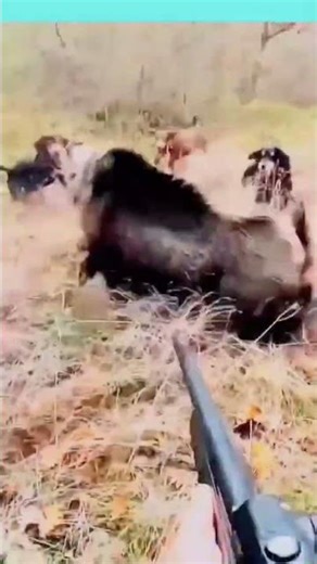 Aap “khanjeer ke shikari” ki baat kar rahe ho — yani woh log jo jangli suar (wild boar) ka shikar🐗🐗