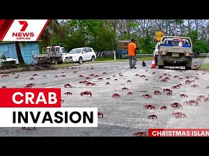 Christmas Island's incredible crab migration | 7NEWS