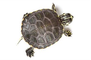 Visual trick fools AI into thinking a turtle is really a rifle