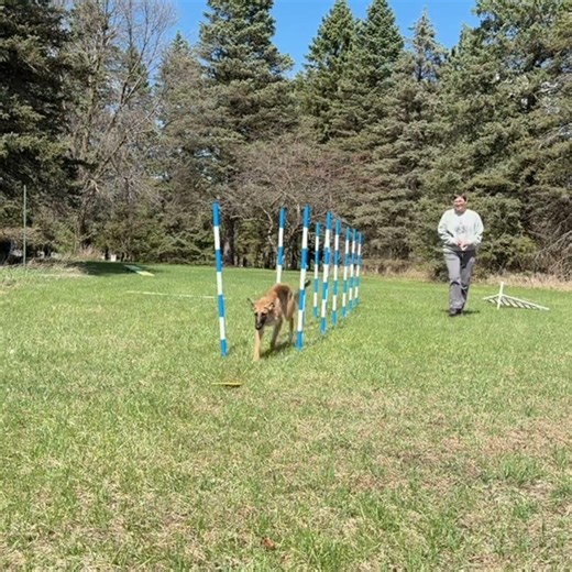 Beginning agility jump skills and weaves with Ravi!