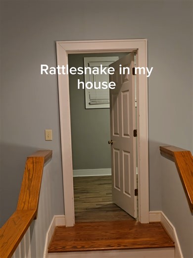 I found a rattlesnake hiding in my house. | rattlesnake