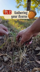 Gathering acorns is honestly one of the most fun parts when it comes to foraging acorns for food. The method I have used the longest is a simple tarp-and-throw, as shown in the video. The harvest will be a bit “dirtier” than gathering one by one, but with the “float test” covered in Pt. 3, that is mostly taken care of. In situations where acorns are sparse, you might as well go one-by-one, but with a large drop, try the tarp method and see if it works for you! You can read Nature’s Garden by Sam