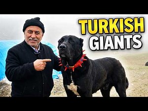 The Black Giants of Anatolia | World’s Most Powerful Shepherd Dogs Documentary
