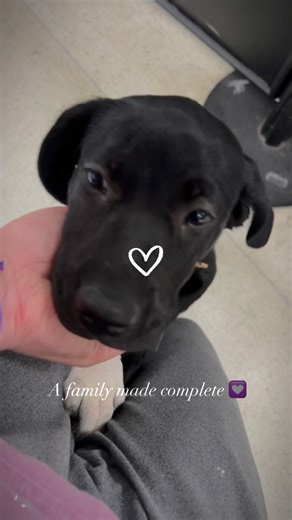 Volunteering with @flydogz_pr How does it work? On your travel day, a local volunteer will meet you at the airport with the dog and its paperwork in a soft-sided carrier, all ready to go. They’ll help you check in too to make sure all goes well (and to be there to retrieve the dog just in case it doesn’t). Then a volunteer will meet you at the airport to fetch the dog from you. The best part?! It is FREE! FlyDogzPR or the assigned rescue from the island will cover all transport expenses for the 