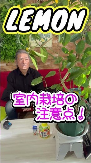 【レモン栽培】レモン栽培で室内管理の注意点。 #レモン＃レモンの害虫＃レモンの病気