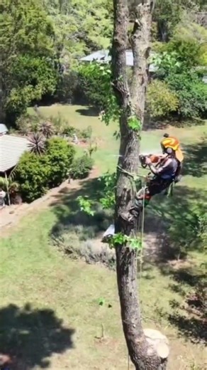 Cutting tree in half!