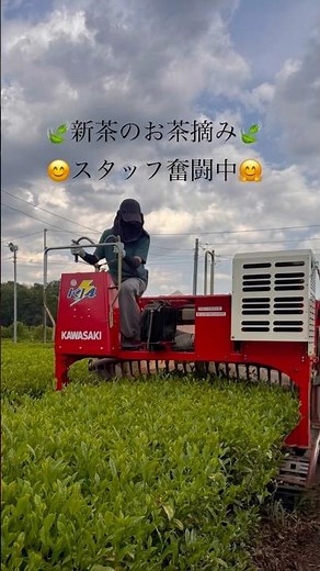 新茶のお茶摘みスタッフ奮闘中🤗