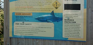 After a fatal shark attack on Cape Cod, will the reaction be coexistence or culling?