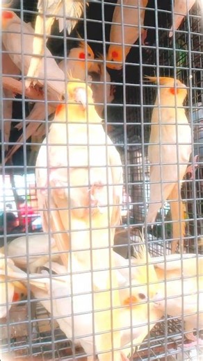cockatiel bird marketing price Kolkata gallif state birds market #birds #cockatiel #birdsmarket #vir